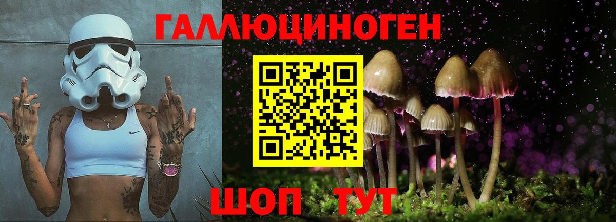Псилоцибиновые грибы Psilocybine cubensis Железногорск